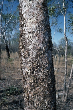 APII jpeg image of Eucalyptus chartaboma  © contact APII