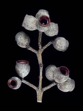APII jpeg image of Corymbia leptoloma  © contact APII