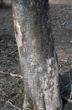 APII jpeg image of Eucalyptus chlorophylla  © contact APII