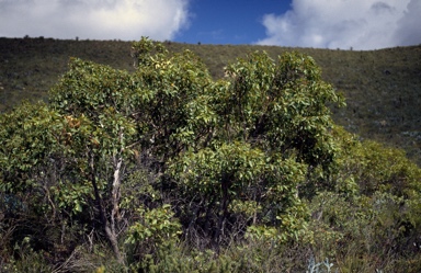 APII jpeg image of Corymbia calophylla  © contact APII