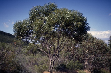 APII jpeg image of Eucalyptus abdita  © contact APII