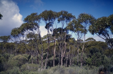 APII jpeg image of Eucalyptus aequioperta  © contact APII