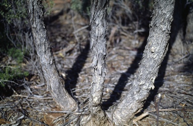APII jpeg image of Eucalyptus aequioperta  © contact APII