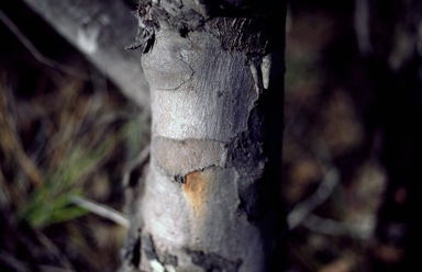APII jpeg image of Eucalyptus acies  © contact APII