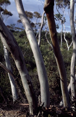 APII jpeg image of Eucalyptus albida  © contact APII