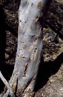 APII jpeg image of Eucalyptus annuliformis  © contact APII