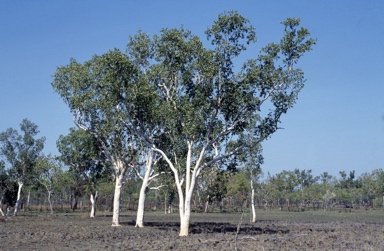 APII jpeg image of Eucalyptus apodophylla subsp. provecta  © contact APII