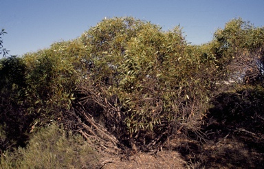 APII jpeg image of Eucalyptus arachnaea subsp. arachnaea  © contact APII