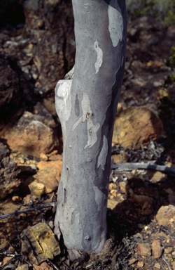 APII jpeg image of Eucalyptus arborella  © contact APII