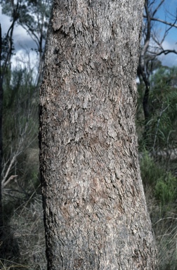 APII jpeg image of Eucalyptus albens  © contact APII