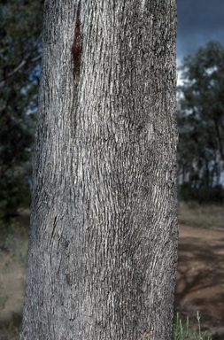 APII jpeg image of Eucalyptus albens  © contact APII