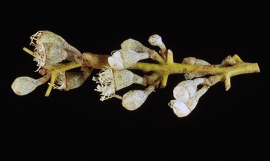 APII jpeg image of Corymbia aparrerinja  © contact APII
