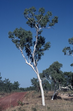 APII jpeg image of Eucalyptus apodophylla  © contact APII