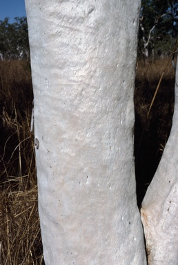 APII jpeg image of Eucalyptus apodophylla  © contact APII