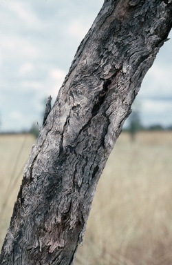 APII jpeg image of Eucalyptus argillacea  © contact APII