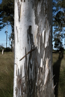 APII jpeg image of Eucalyptus argophloia  © contact APII