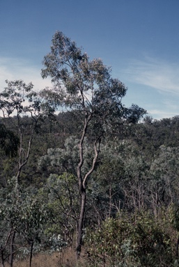 APII jpeg image of Eucalyptus atrata  © contact APII