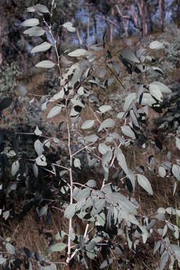 APII jpeg image of Eucalyptus atrata  © contact APII