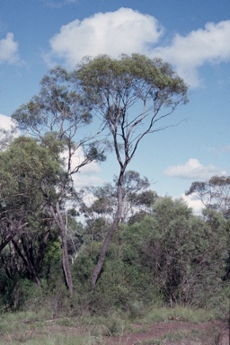 APII jpeg image of Eucalyptus bakeri  © contact APII