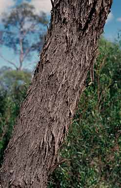 APII jpeg image of Eucalyptus bakeri  © contact APII
