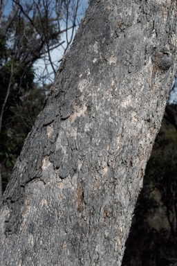 APII jpeg image of Eucalyptus banksii  © contact APII