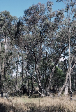 APII jpeg image of Eucalyptus baueriana  © contact APII