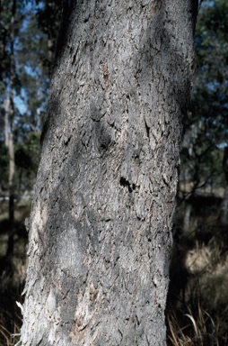 APII jpeg image of Eucalyptus baueriana  © contact APII