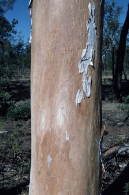 APII jpeg image of Eucalyptus bigalerita  © contact APII