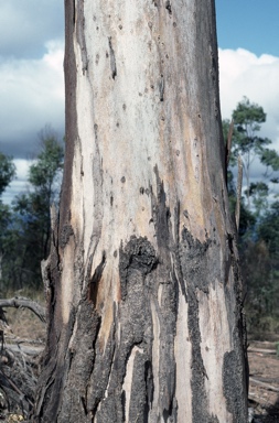 APII jpeg image of Eucalyptus punctata  © contact APII