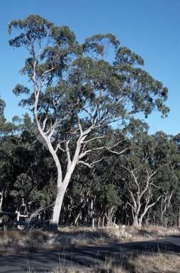 APII jpeg image of Eucalyptus bridgesiana  © contact APII