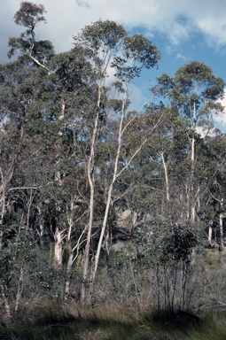 APII jpeg image of Eucalyptus camphora subsp. camphora  © contact APII