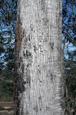 APII jpeg image of Eucalyptus carnea  © contact APII