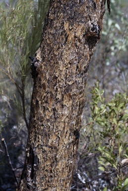 APII jpeg image of Eucalyptus ceracea  © contact APII