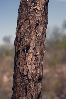 APII jpeg image of Eucalyptus ceracea  © contact APII