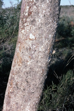 APII jpeg image of Corymbia chippendalei  © contact APII