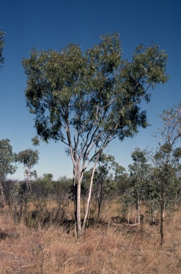 APII jpeg image of Eucalyptus chlorophylla  © contact APII