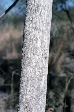 APII jpeg image of Eucalyptus chlorophylla  © contact APII