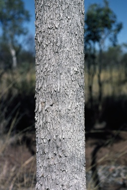 APII jpeg image of Eucalyptus chlorophylla  © contact APII