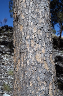 APII jpeg image of Eucalyptus cloeziana  © contact APII