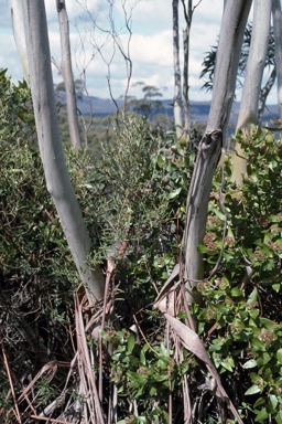 APII jpeg image of Eucalyptus codonocarpa  © contact APII