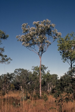 APII jpeg image of Corymbia collina  © contact APII