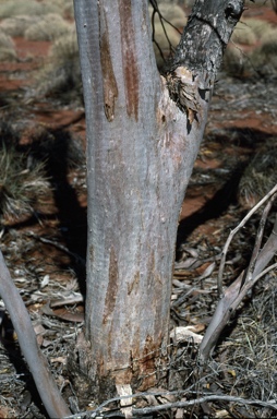 APII jpeg image of Eucalyptus concinna  © contact APII