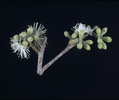 APII jpeg image of Eucalyptus conglomerata  © contact APII