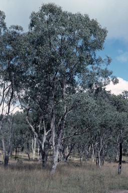 APII jpeg image of Eucalyptus conica  © contact APII