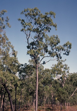APII jpeg image of Eucalyptus cullenii  © contact APII