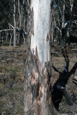 APII jpeg image of Eucalyptus dalrympleana  © contact APII