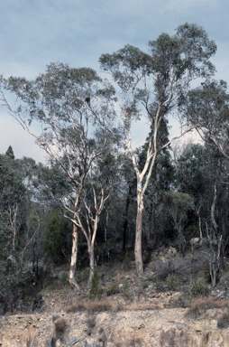 APII jpeg image of Eucalyptus dealbata  © contact APII