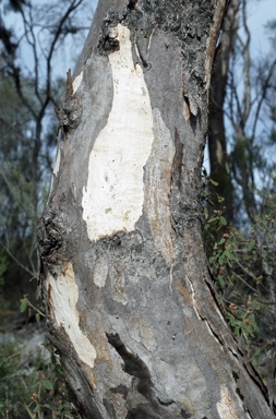 APII jpeg image of Eucalyptus dealbata  © contact APII