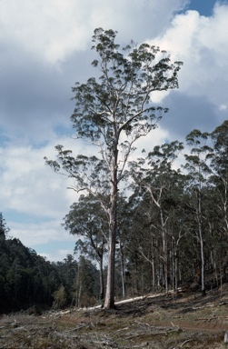 APII jpeg image of Eucalyptus deanei  © contact APII