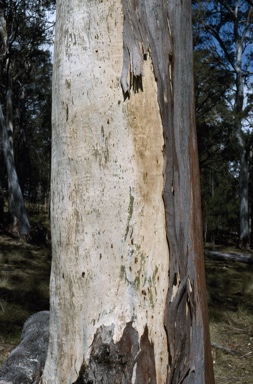 APII jpeg image of Eucalyptus deanei  © contact APII